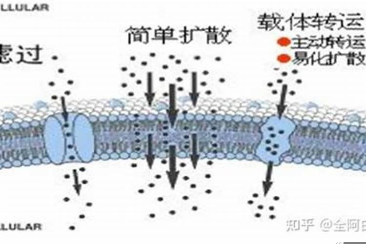 属兔十月运势2021