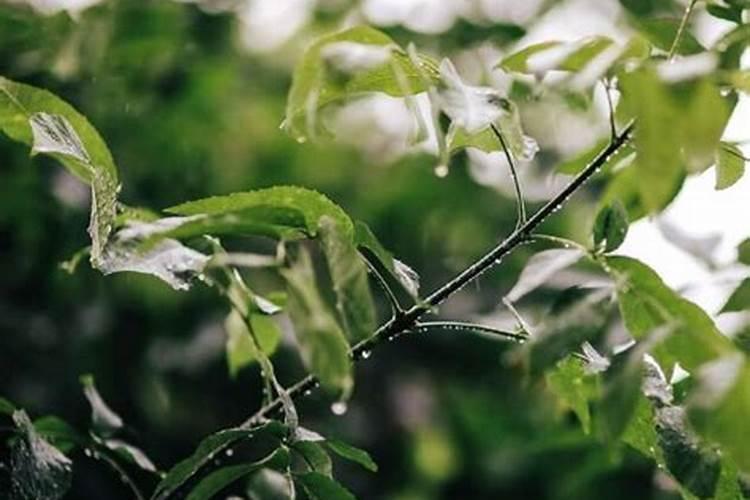 清明节是哪个季节的