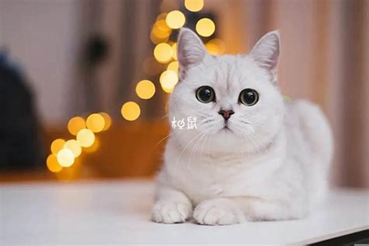 梦见猫什么预兆