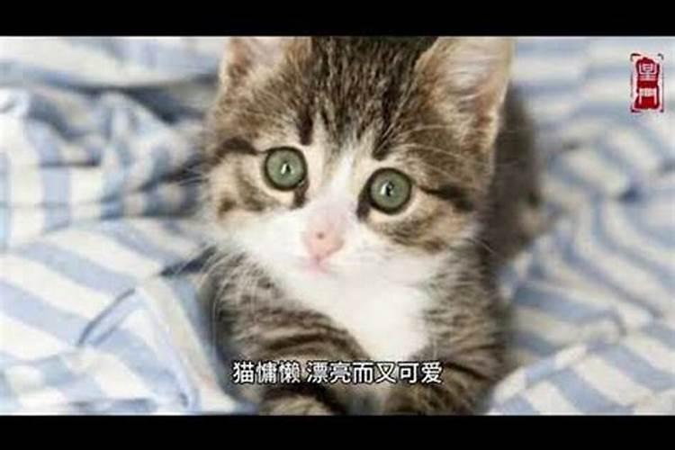 梦见猫是什么意思呢