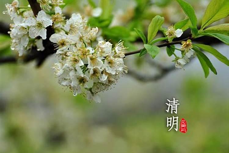 清明节是农历节日还是公历节日