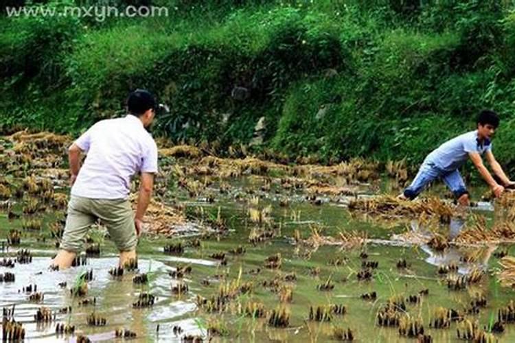 正月初一祭祖用什么香火比较好