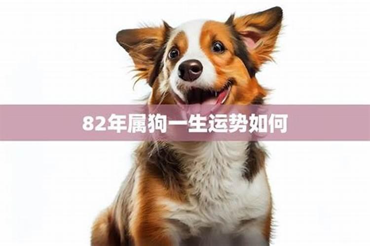 属猴人求学方向