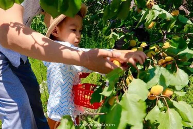 梦见摘杏子是什么意思孕妇