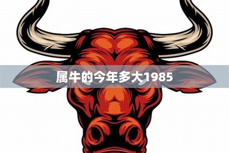 1985年男牛今年运势