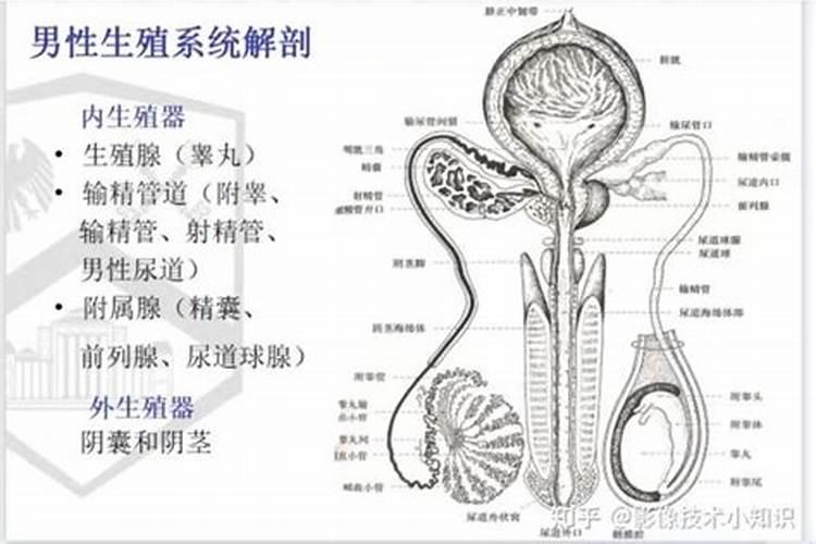 梦见男人生殖部位有血周公解梦