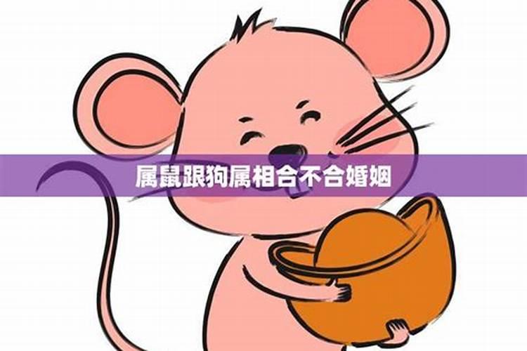 生肖属鼠和属狗的八字合不合