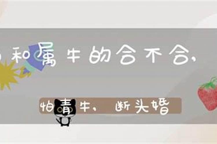 属马和属牛八字合吗