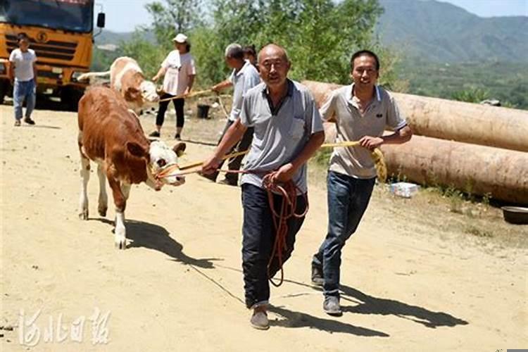 梦见牵着一头牛走路回家