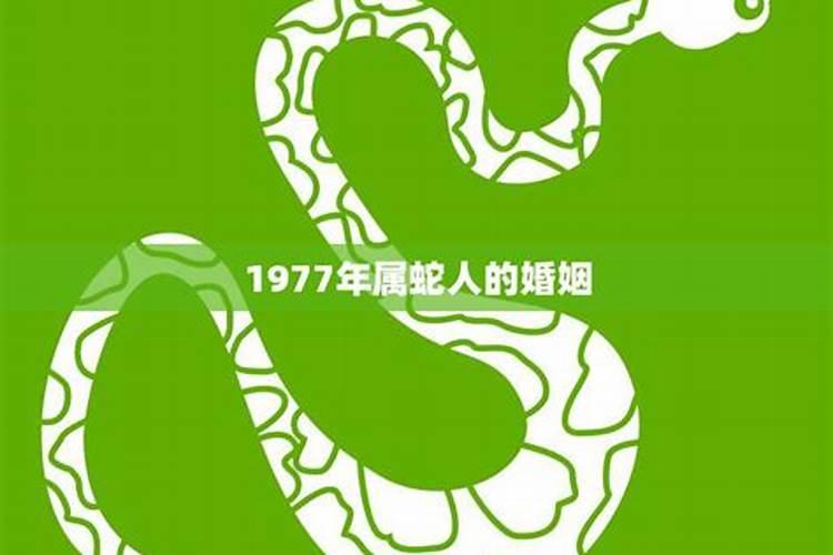 1977蛇一生婚姻运势