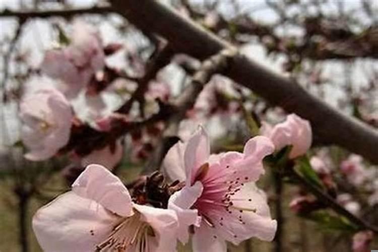 破桃花和合婚在哪里呢