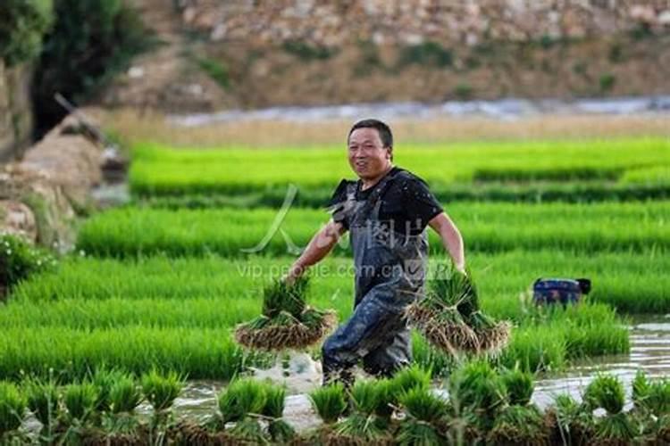 梦见到地里去拔秧苗