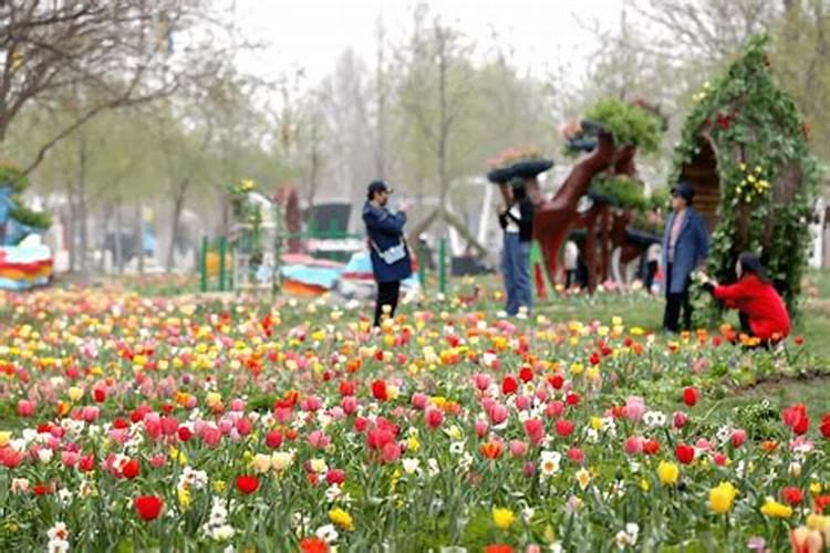 北京清明节去哪看花