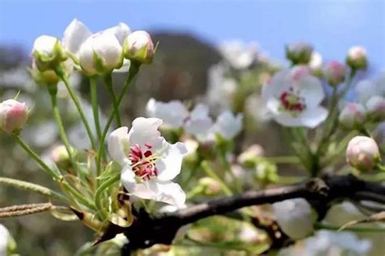 播州清明节哪里好玩