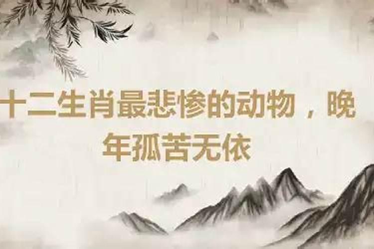 十二生肖八字不合孤苦无依的动物