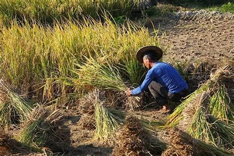 梦见地里挖出粮食