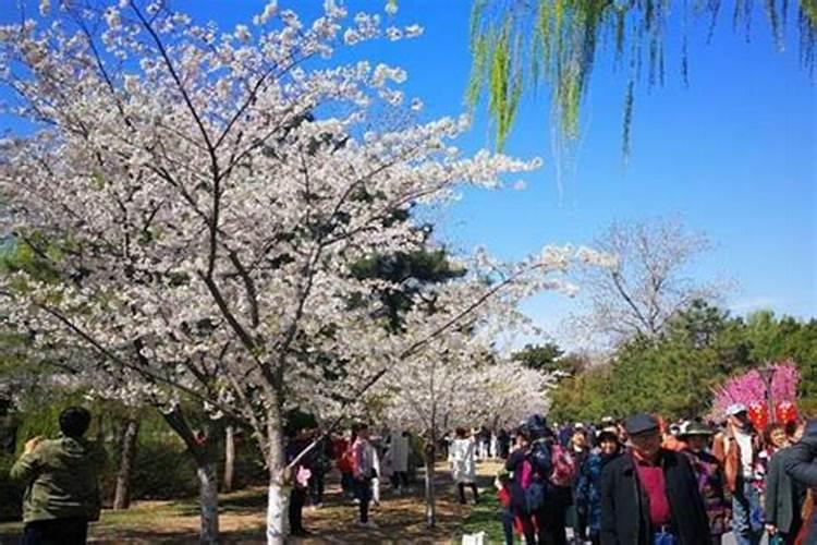 清明节适合去哪些地方玩