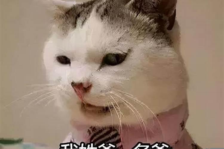 正月十五出生的猫咪名字