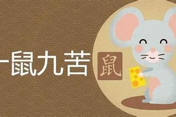 属鼠人出生日子命运