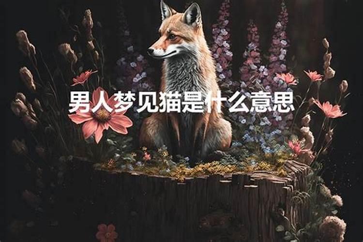 梦见好多猫是什么预兆