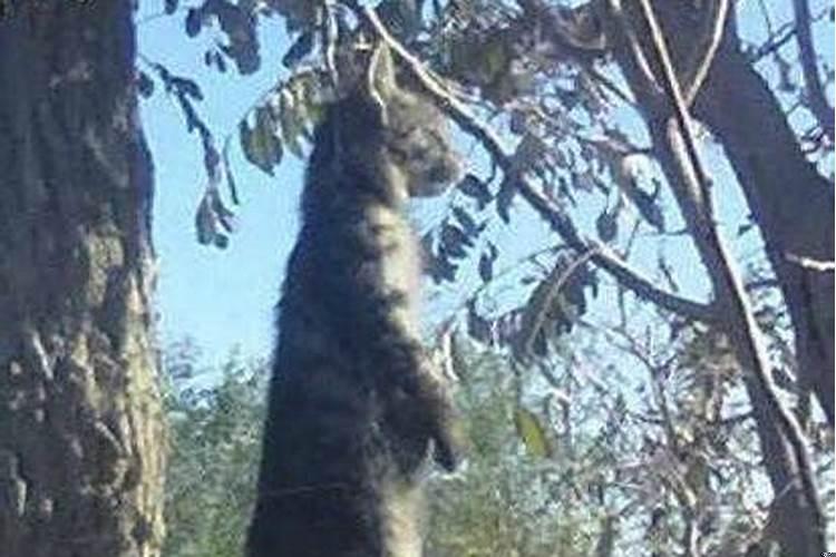 梦见死人还活着说话还有狗和猫