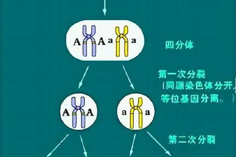 离婚有遗传基因吗