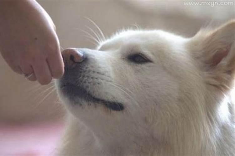 梦见别人狗咬自己是什么预兆女人