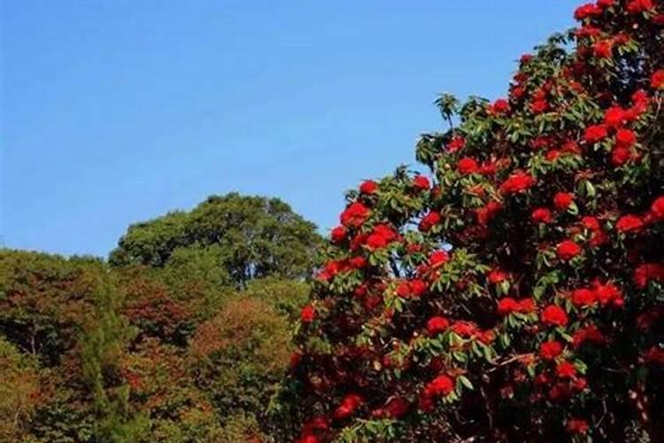 保山市重阳节风俗