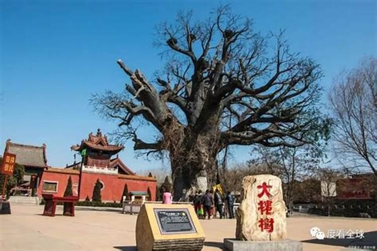 寒衣节大槐树祭祖大典