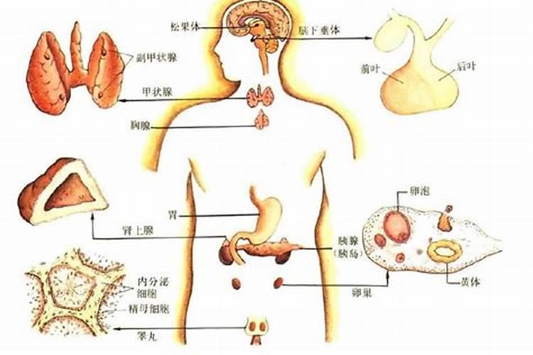 人体八大腺体的作用