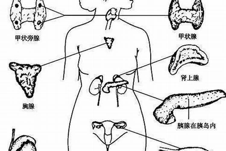 人体八大腺体的作用