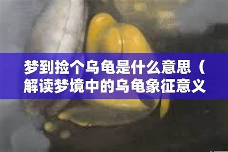 梦见王八是什么意思呢