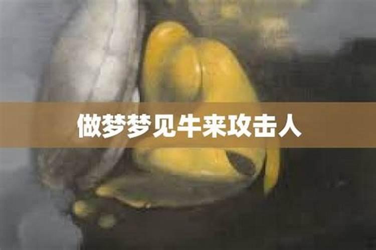 梦到牛疯狂的攻击人