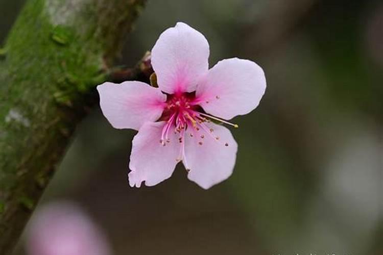 八字看你的姻缘桃花何时出现