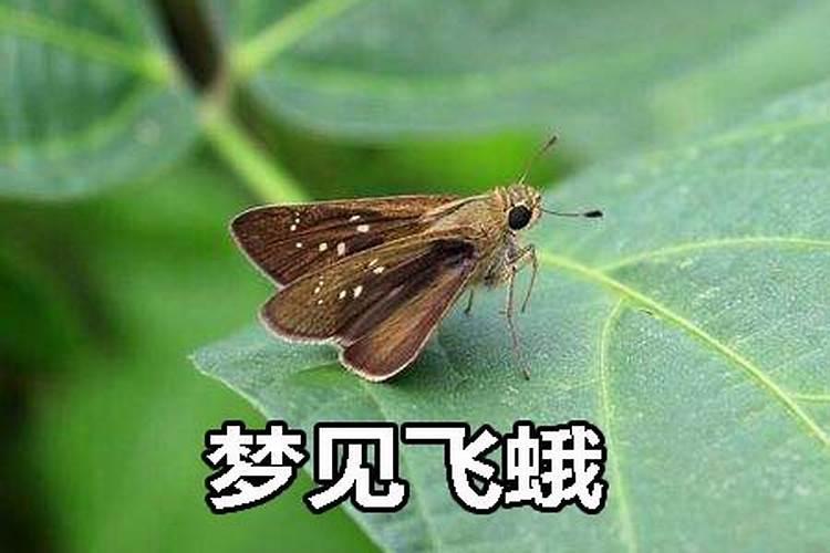 梦见吃飞蟹是什么意思周公解梦