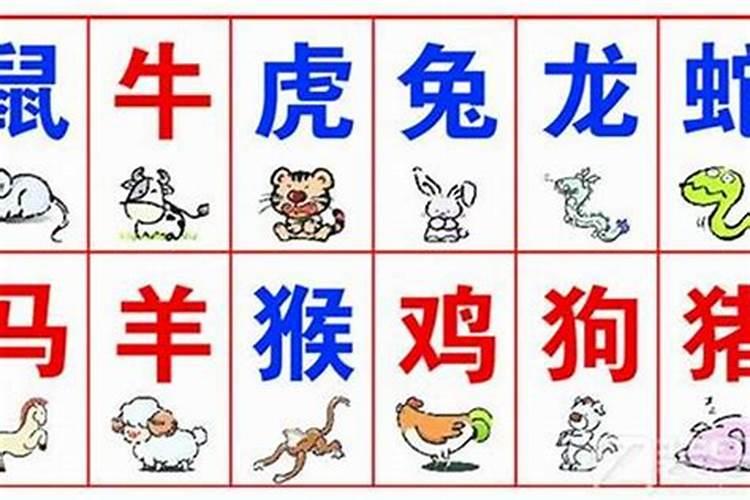 生肖配八字不合