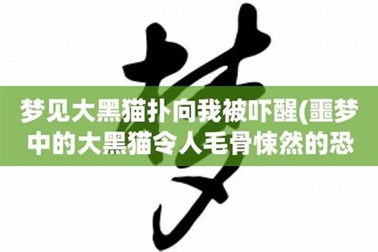 梦到猫扑向我被吓醒