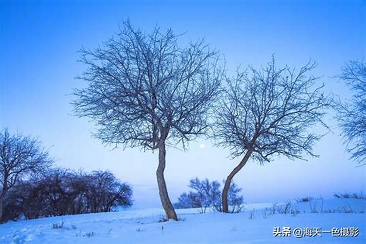 腊月不宜种什么花