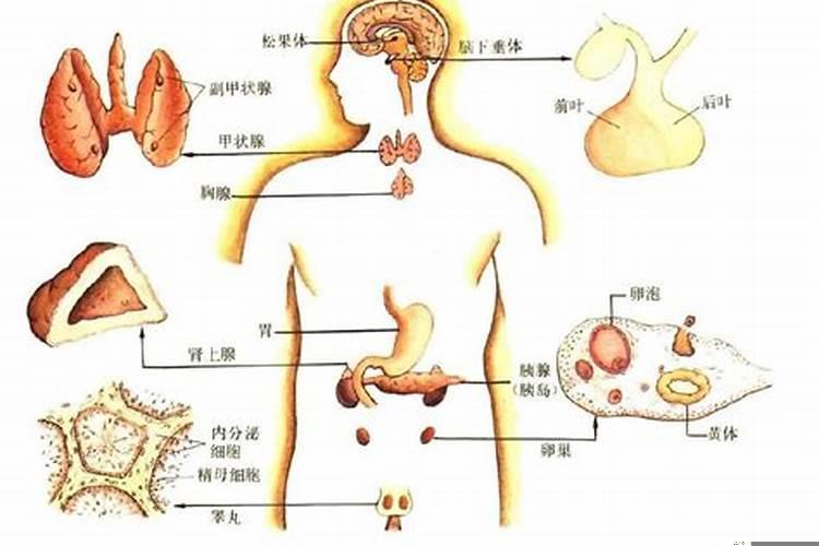 人体八大腺体主要作用