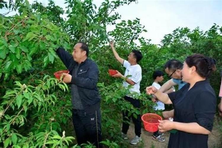 梦见姐姐上树摘桑椹下大雨