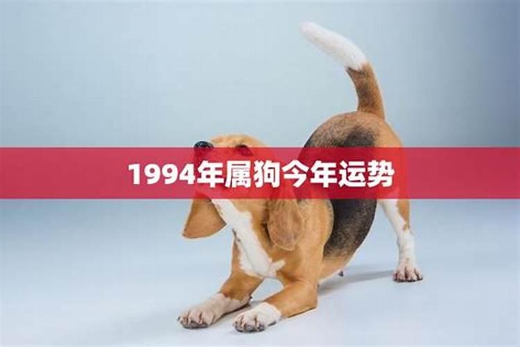 1994年属狗今年的运程