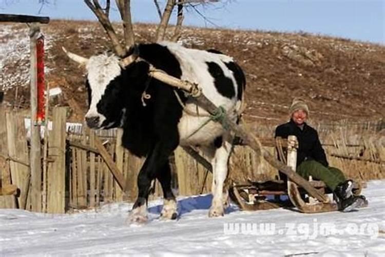 梦见牛挡路有什么兆头