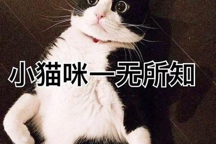 梦见和猫咪玩耍意思