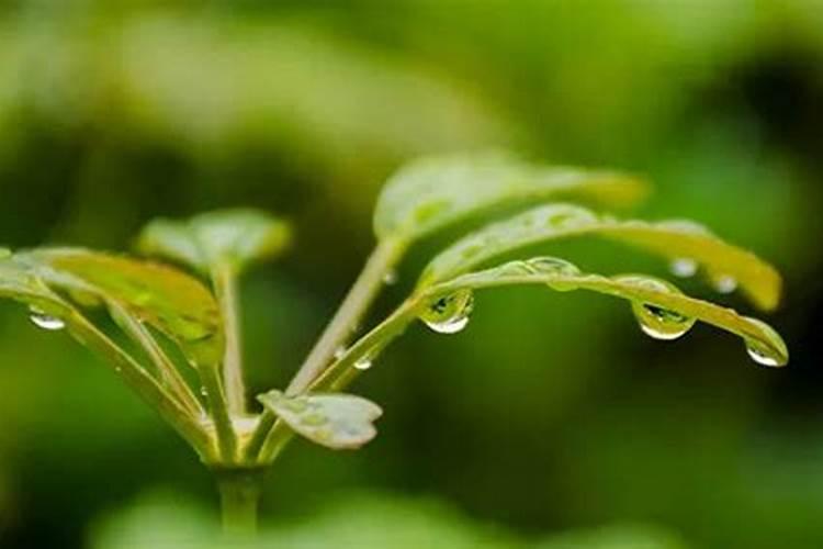 清明节哪里有雨雪