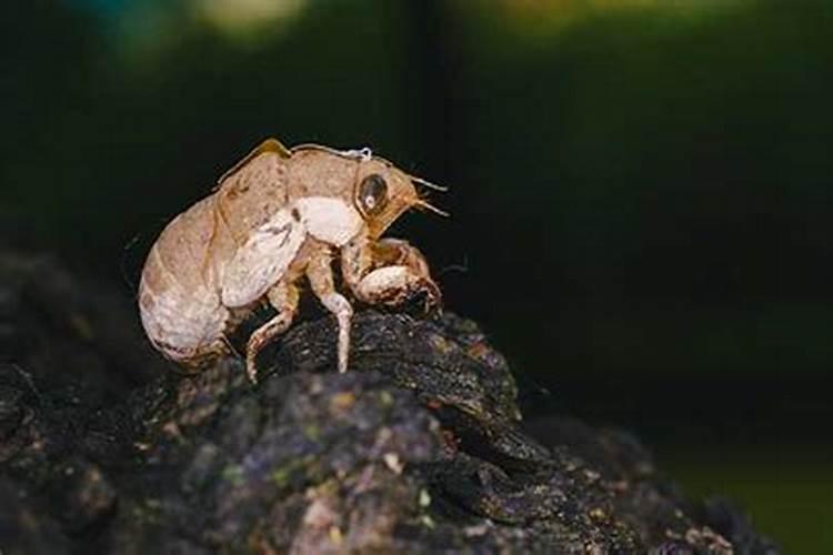 梦到学校有可怕的生物