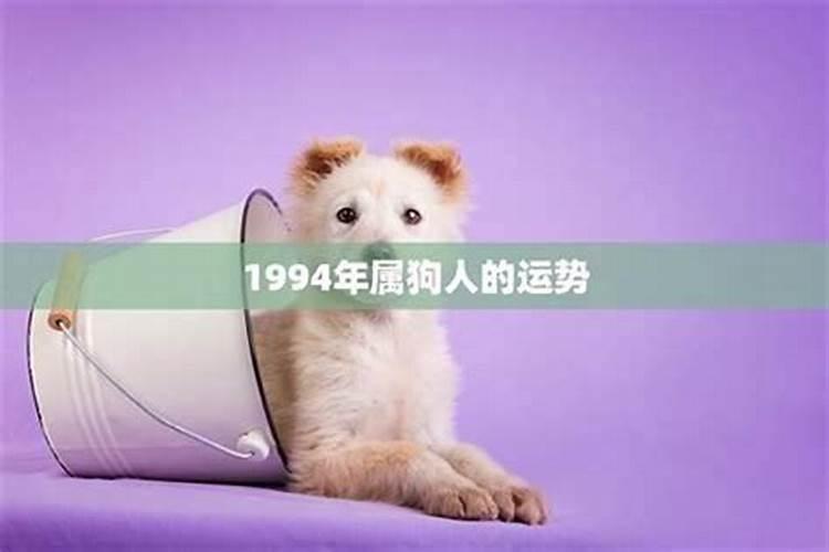 82年的狗在2022年的运势怎么样