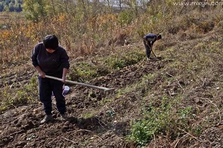 梦见叔叔在地里干活什么意思