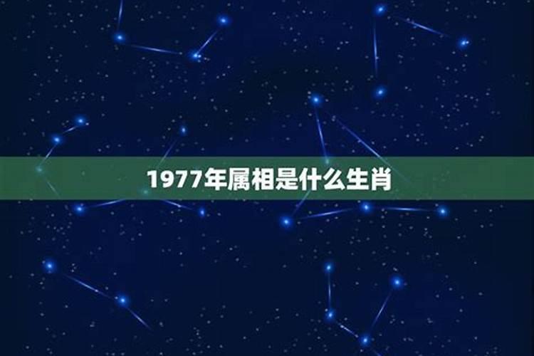 1977年属什么是什么命