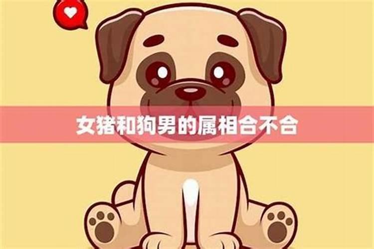 男狗女猪属相婚配可以吗