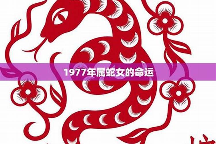 1977年属蛇女性的运程如何